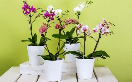 Орхідеї цвістимуть вдень і вночі: як правильно вибрати субстрат для квітів