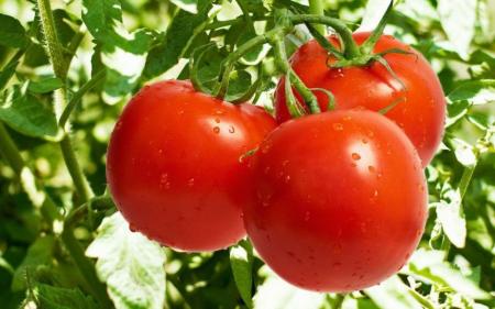 Сода для гарного врожаю помідорів: незвичайні способи використання