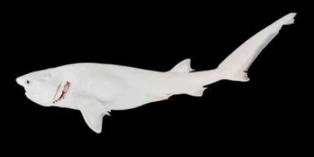Вчені виявили рідкісну білу акулу-«привида»: який вона має винляд