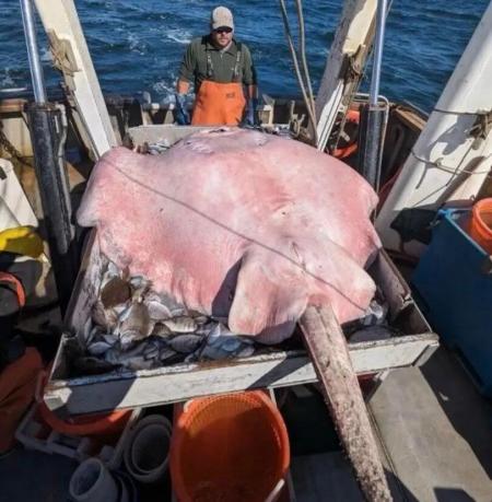 Дослідники упіймали 180-кілограмового ската-гіганта