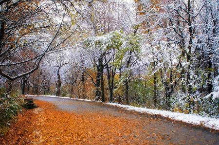 Яка погода буде в Україні 15 листопада: треба тепло вдягатися та брати парасольки