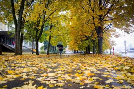 Зміна погоди. Зниження температури повітря з опадами та нічним мінусом до кінця робочого тижня