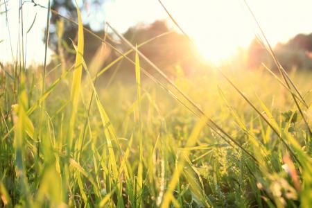 nature-grass-plant-sunset-field-lawn-meadow-prairie-sunlight-morning-flower-summer-food-green-crop-agriculture-grassland-rural-area-paddy-fie_17.07.23