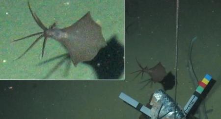 Впервые кальмара обнаружили на рекордной глубине в шесть километров