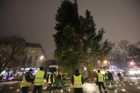 Во Львове установили живую новогоднюю елку: как ее украсят