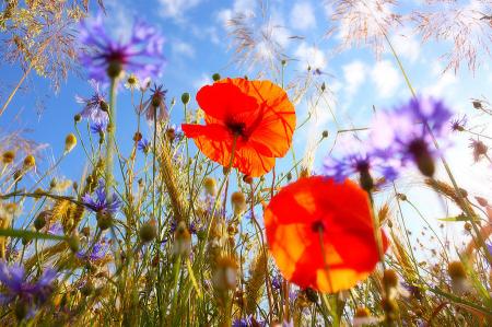 field-of-summer-flowers-eric-gessmann_25.06.20