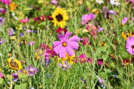 flower-meadow-3598561_960_720_07.08.21