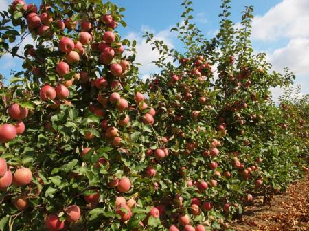 Из-за убыточности мелкие садоводы вынуждены оставлять урожай яблок в садах
