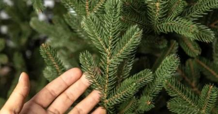 026f41f08f14f26a06a4b5cf39b21947_29.12.25_1