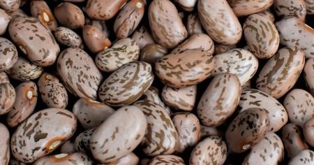 Як зберігати квасолю, щоб у ній не завелися жучки