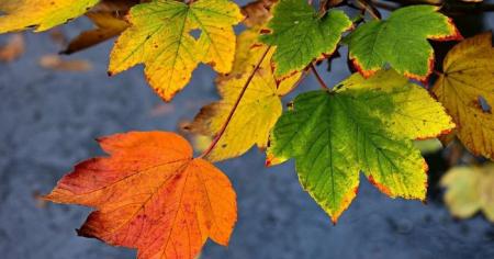 0ca9e91f7caafe8c95708f1cef3c6045_27.11.25_1