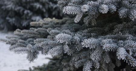 Штрафи за новорічні ялинки: яку відповідальність передбачено 2025 року