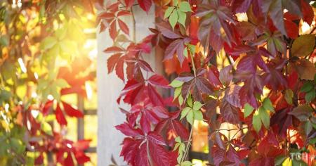 Гороскоп на 19 жовтня для всіх знаків зодіаку: день, коли потрібно призначати побачення і влаштовувати вечірки