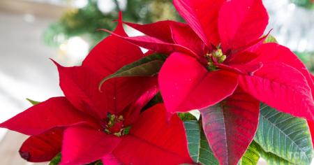 1615cd22f2469ea8fb25eb311ec1f917_27.12.25