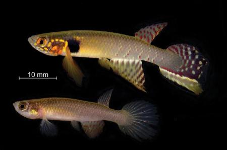 Учені виявили унікальну рибу, яку вважали вимерлою понад 20 років