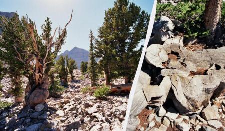 Через необачність молодого вченого світ втратив найстарше дерево - 5000-річного 