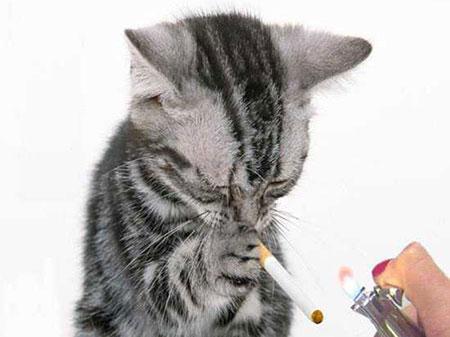 smoking_cat