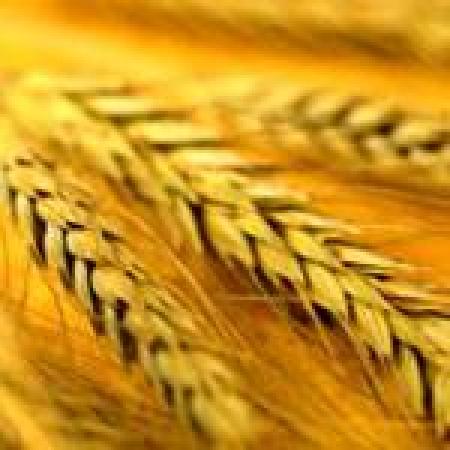 Состояние озимых зерновых вызывает серьезные опасения