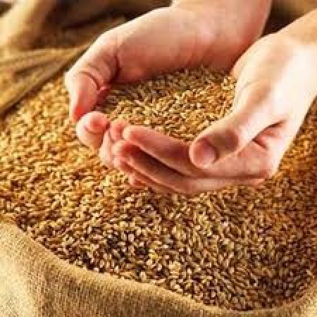 Украина нарастила экспорт зерна