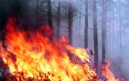 Через російську агресію в Україні пошкоджено десятки тисяч гектарів лісу, – ОГП