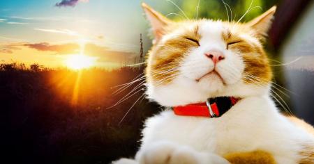 Раптове потепління в Україні: синоптикиня назвала області, де буде +20