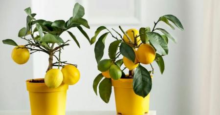 265ac051cacf67b0c8314d353c4421fd_29.12.25_1