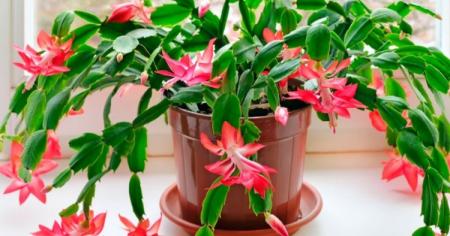 Як змусити цвісти декабрист (різдвяник) на новорічні свята: чим підгодувати у листопаді