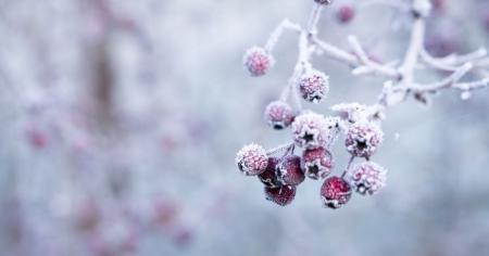 Синоптики попереджають про сильні заморозки: де та коли опуститься температура