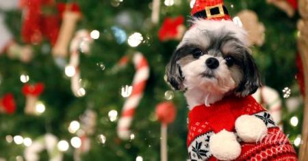 4defab906d5d2be2834223a05a2fad6b_24.12.25_1