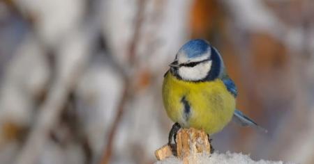 До України йде антициклон Frieda: як зміниться погода