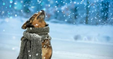 601d7aba17746df95e9fc3c6ed9cd073_20.12.25_1