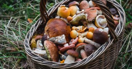 Які гриби можна збирати та їсти в листопаді в Україні