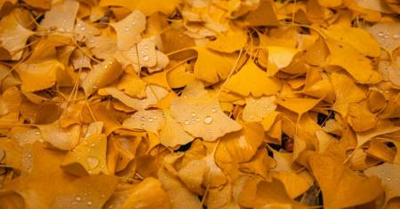 687f974fe2ca65dd73332fc682845e60_08.11.25