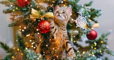 71db65e9e4178fc3c845280fd7cfd78d_24.12.25_1