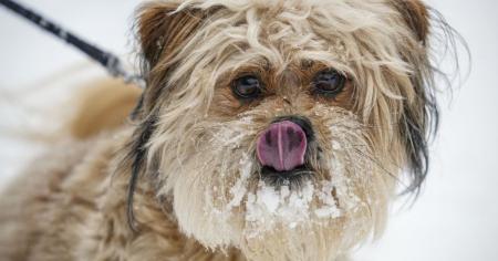 Синоптики повідомили, коли до України прийде справжня зима