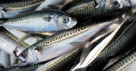 Шість видів риби, які найкраще поповнюють організм вітаміном D