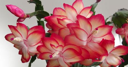 Щоб декабрист зацвів до Різдва: що потрібно зробити з ним в листопаді