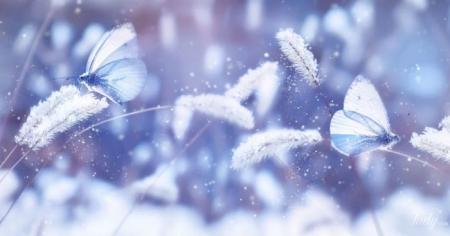 8dc875e2d3b86aee4ef27d26bd180606_16.12.25_1