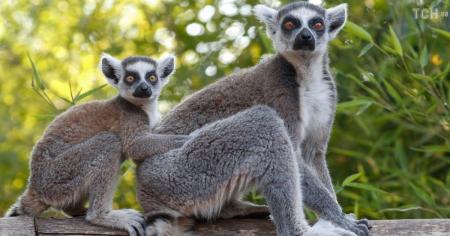 Лемурам загрожує вимирання: дослідження виявило неочікувану загрозу для тварин
