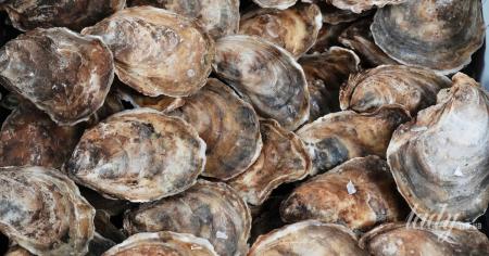 Топ-11 продуктів, багатих на цинк, для вашого здоровʼя