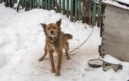 _zima_na_privyazi_bilya_budki_brud_holod_gettyimages_2025107253_61c0c0c982da2f33a0dd582dd5763ae4_650x410_16.01.26