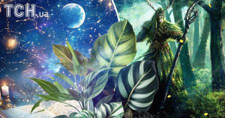 Рослинний гороскоп друїдів на 5 грудня: Левам — рішучість, Терезам — спокій