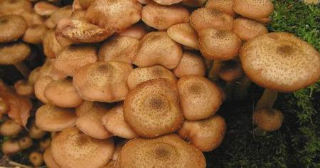 a60080207f77b7853defc6eda79e5c76_13.11.25