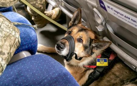 Оновили умови перевезення домашніх тварин в поїздах