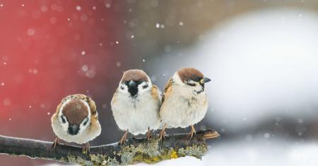 Гороскоп на 3 грудня для всіх знаків зодіаку: день, коли буде близькою перемога над собою та обставинами