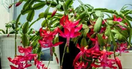 Народні прикмети і забобони, що пов’язують декабрист із долею та енергетикою оселі