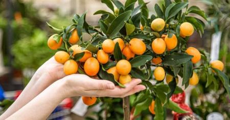 c4d838e26d0a2d93f32ca2f12bcbb760_23.12.25_1