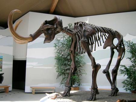 Картинки по запросу Скелет мамонта, фото скелета мамонта