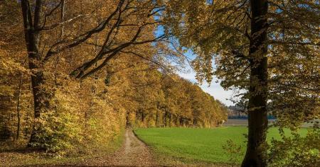 Погода на 20 жовтня: синоптикиня попередила про температурні гойдалки