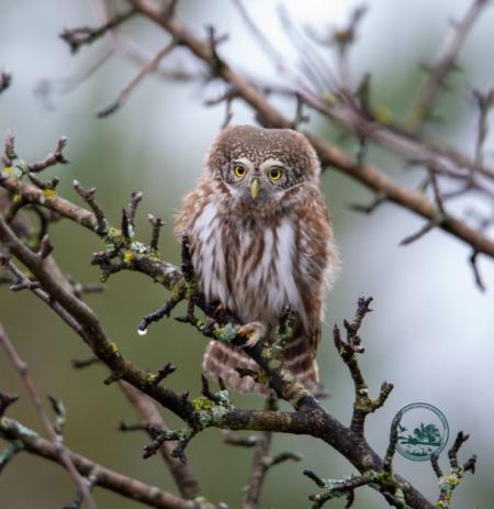 f11054cc6e2240b96eccbbc81b942852